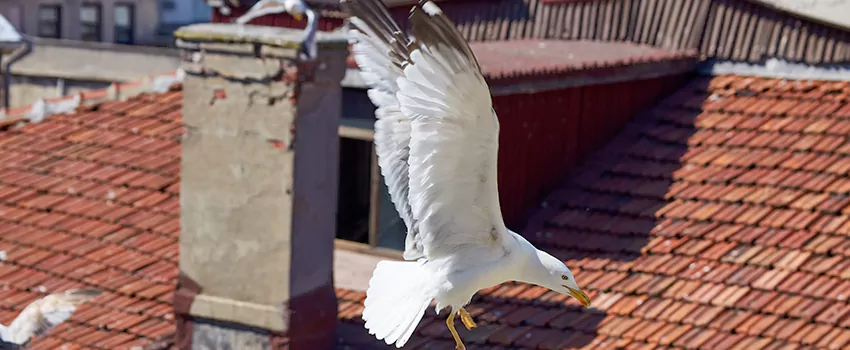 Residential Chimney Animal Removal Solution in Prospect Heights, IL